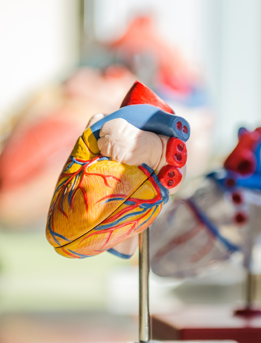 Maqueta corazón, unidad de cardiología deportiva Sport IT